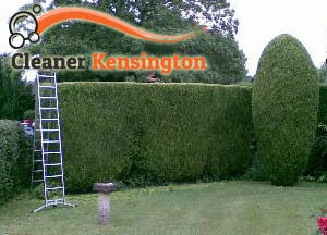 Hedge Maintenance Kensington